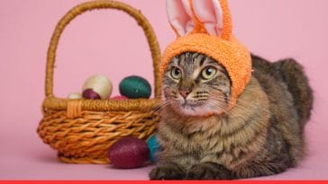 Easter Cat Captions 100 Perfect Lines for Your Pics