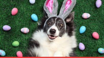 Easter Eggs for Dogs