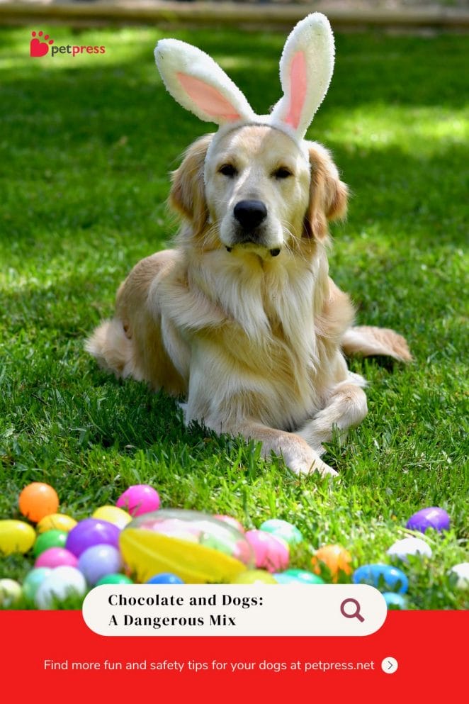 Easter Eggs for Dogs Safe or Risky The TRUTH is revealed