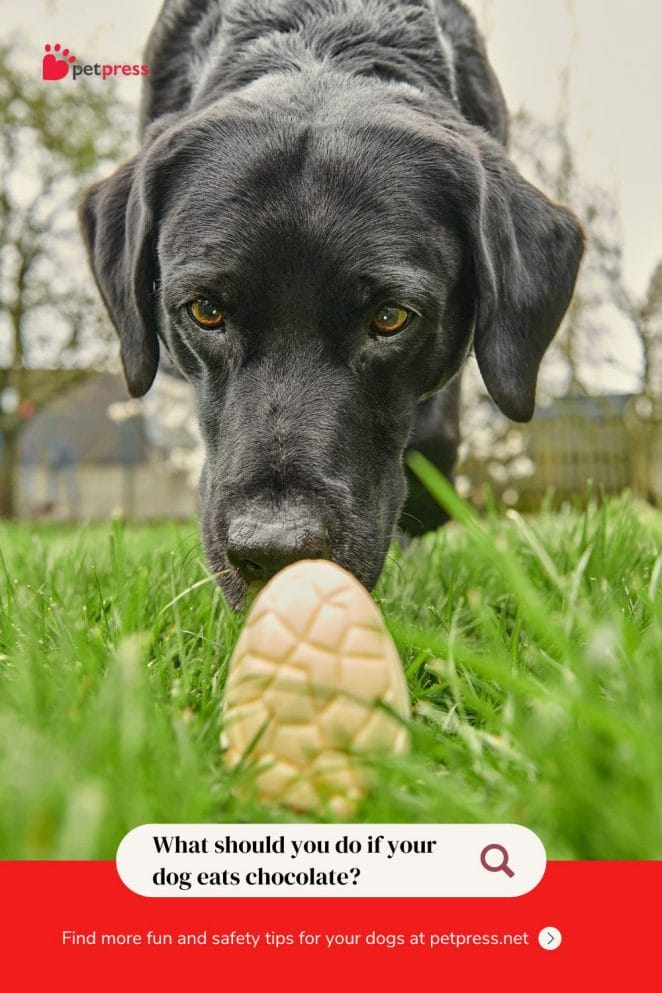Easter Eggs for Dogs Safe or Risky