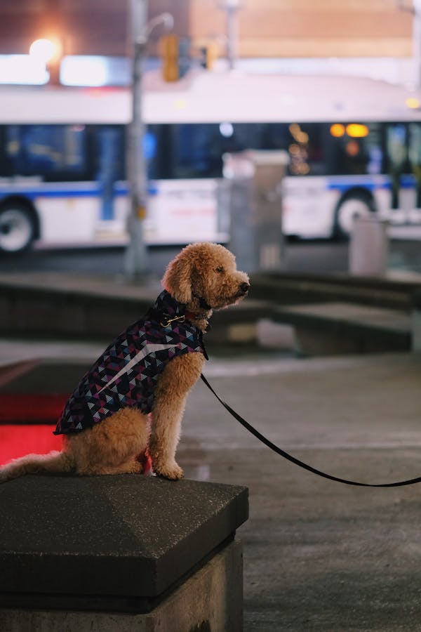 Goldendoodle