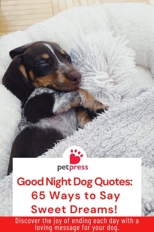 Good Night Dog Quotes 65 Ways to Say Sweet Dreams! PetPress