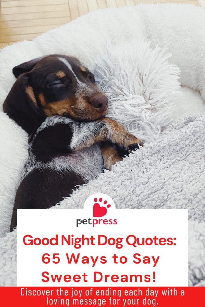 Good night dog quotes (2)