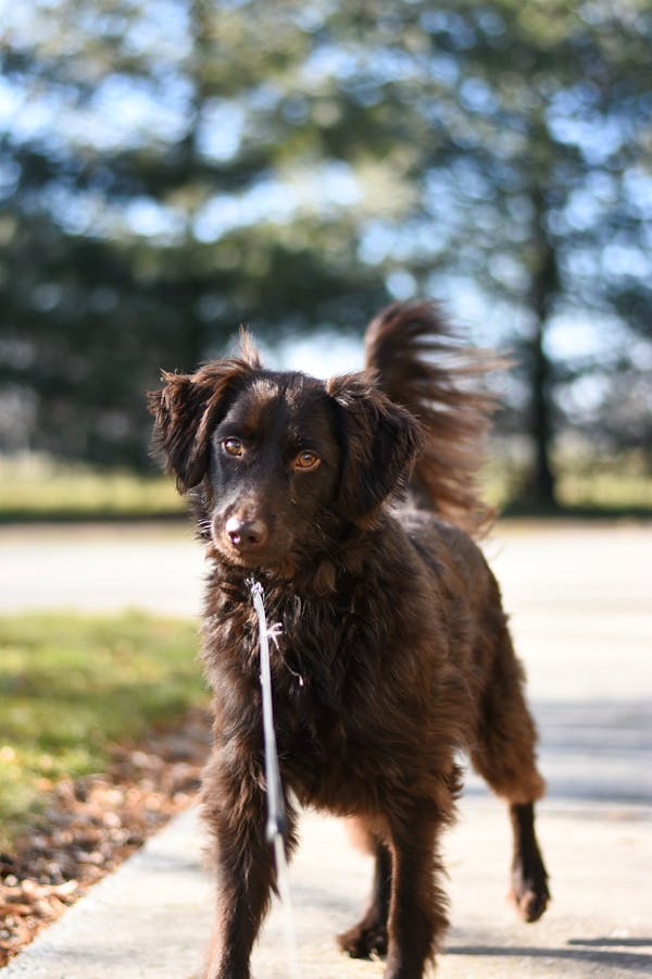 Labradoodle