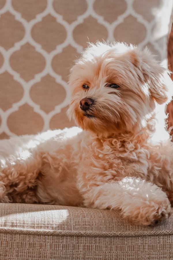 Maltipoo