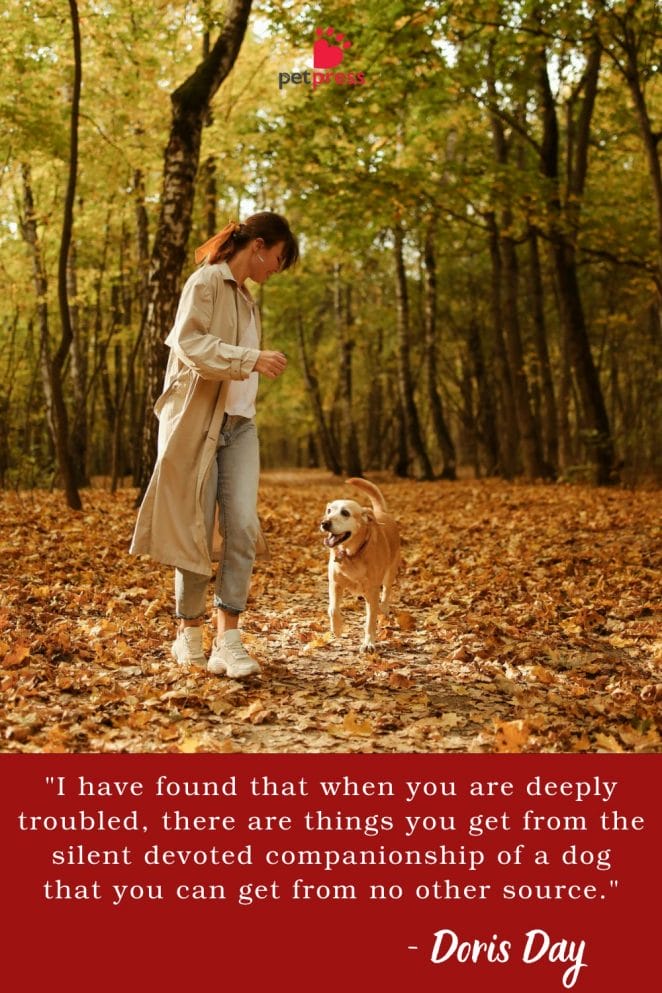 Famous Quotes About Animal Companionship
