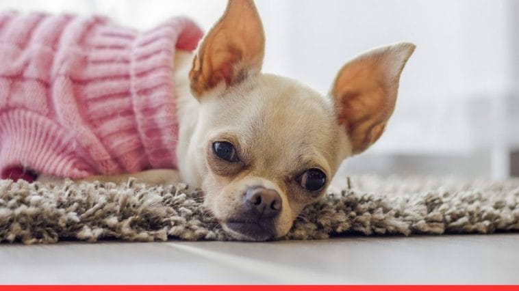 Chihuahua Puppy Care Tip