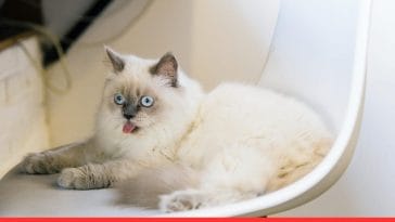 National Cat's Day in Russia