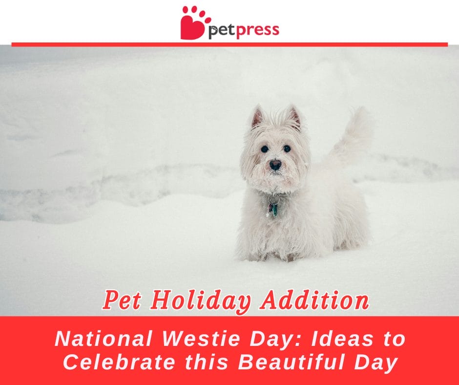 National Westie Day Celebrating the Charm of Westies PetPress