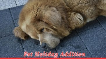 National Newfoundland Dog Day