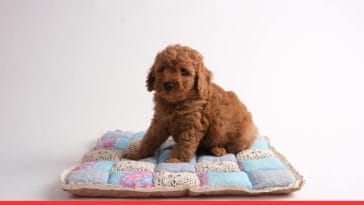 Poodle Puppy Care Tips
