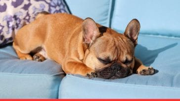 Bulldog Puppy Care Tips