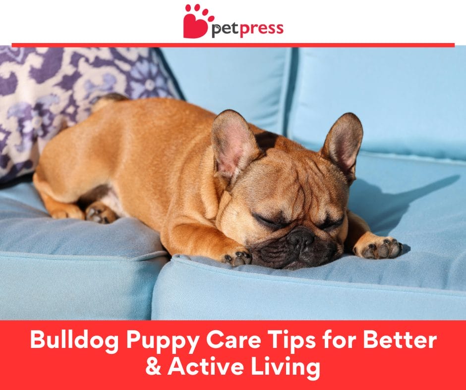 Bulldog Puppy Care Tips