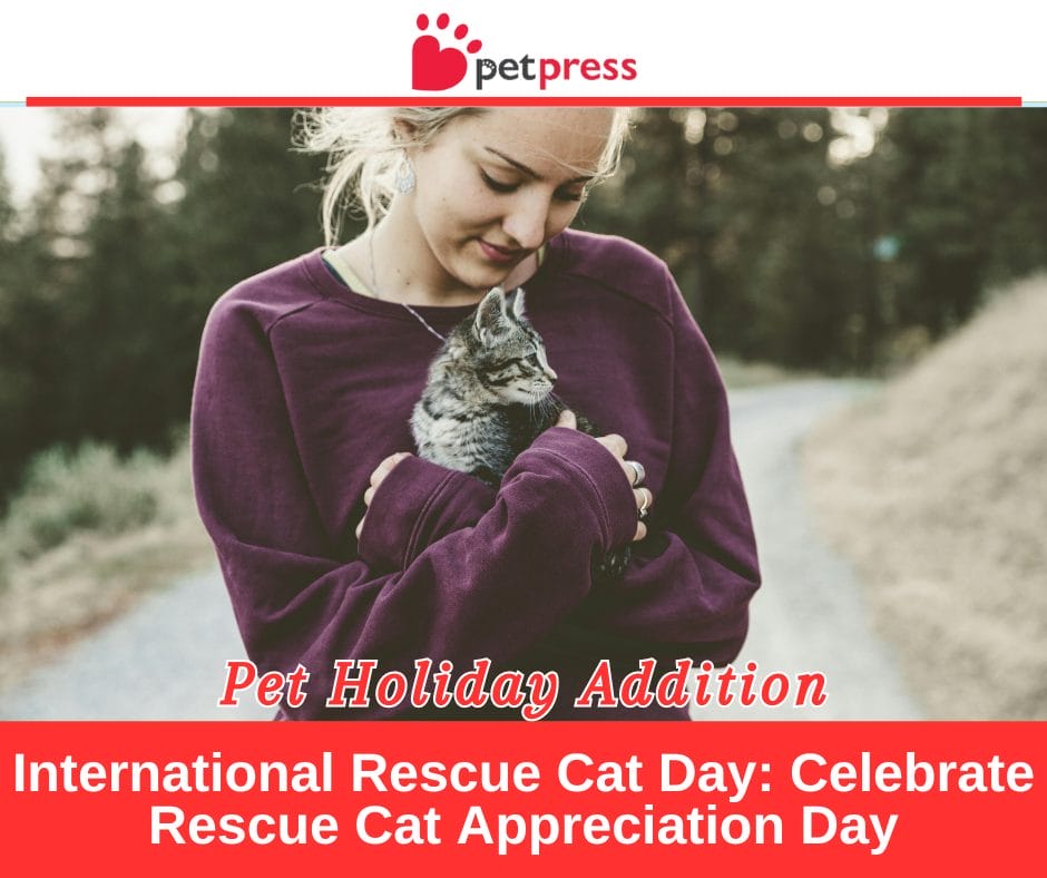 International Rescue Cat Day Celebrate Rescue Cat Appreciation Day