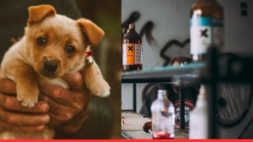 National Animal Poison Prevention Week