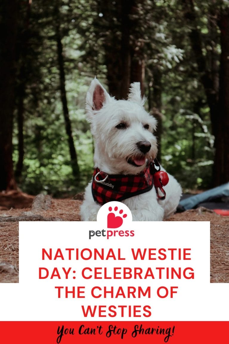 National Westie Day Celebrating the Charm of Westies PetPress