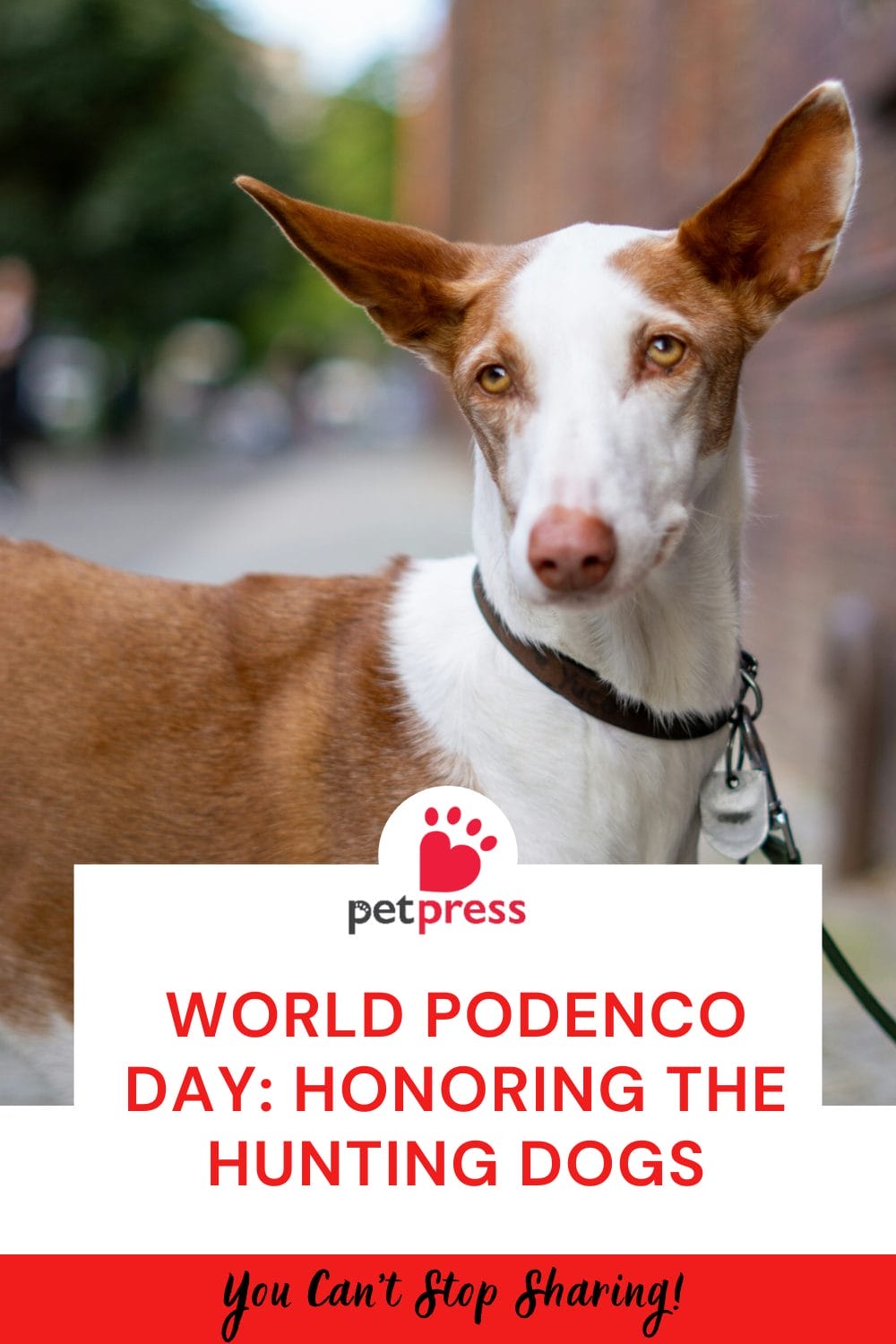 World Podenco Day