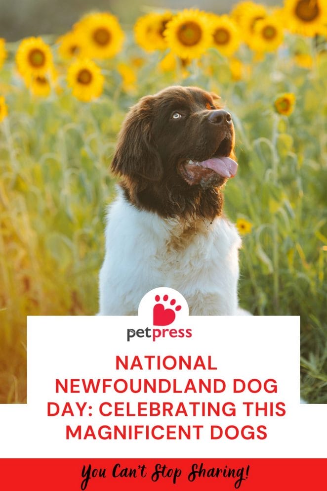National Newfoundland Dog Day