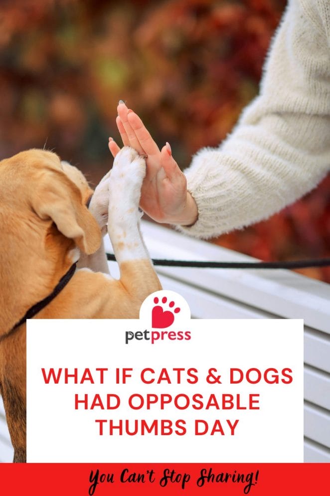 What if Cats & Dogs Had Opposable Thumbs Day