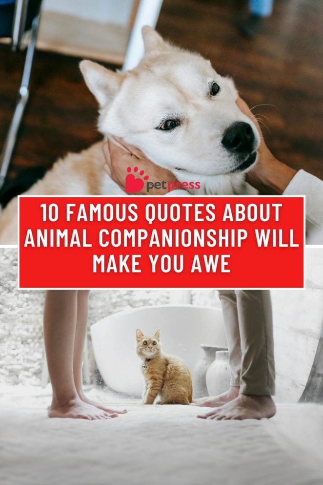 Famous Quotes About Animal Companionship