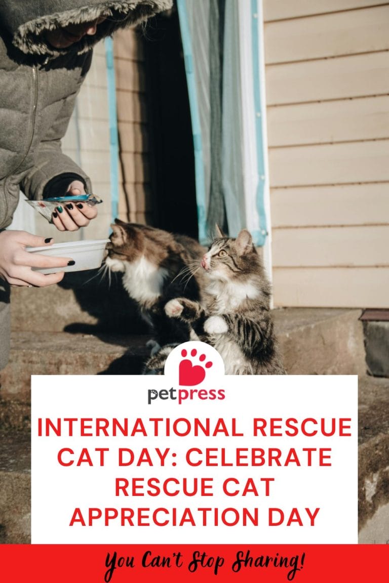 International Rescue Cat Day Celebrate Rescue Cat Appreciation Day