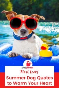 First Look! Summer Dog Quotes To Warm Your Heart - PetPress