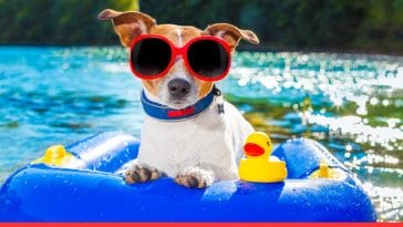 Summer Dog Quotes to Warm Your Heart