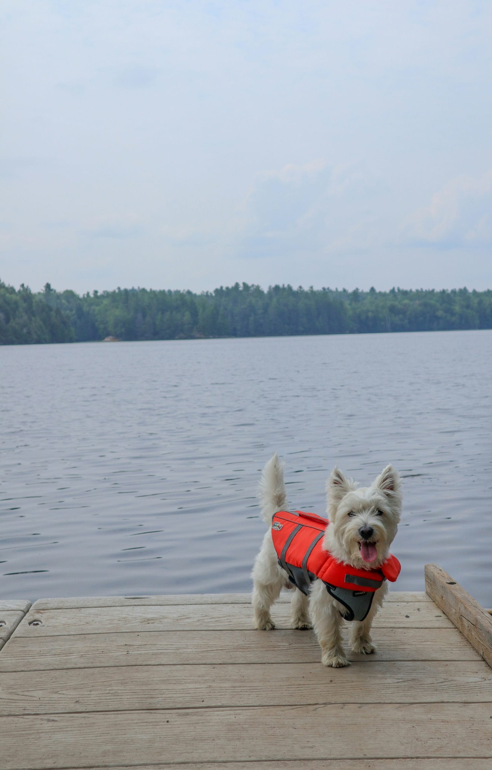 National Westie Day