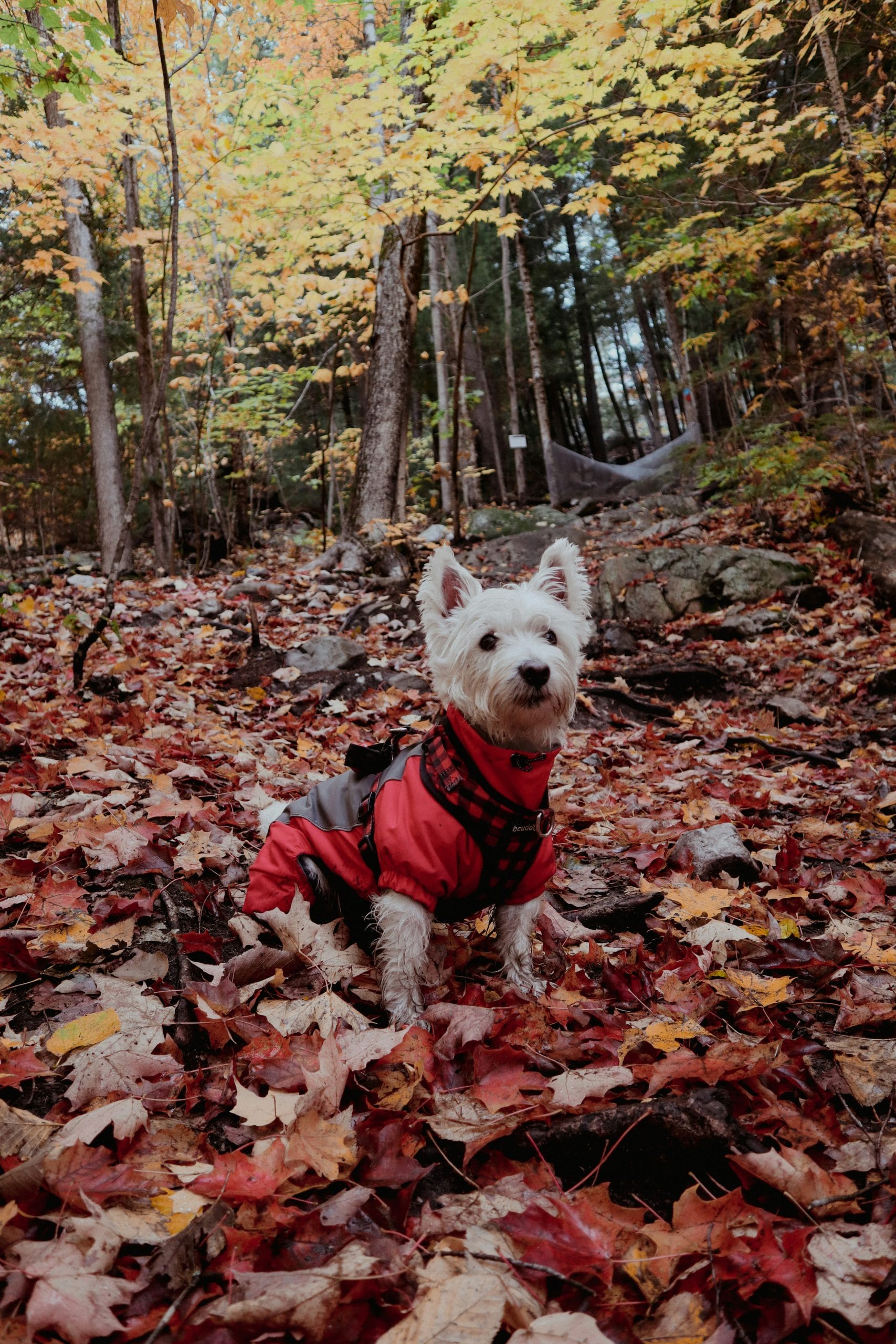 National Westie Day Celebrating the Charm of Westies PetPress