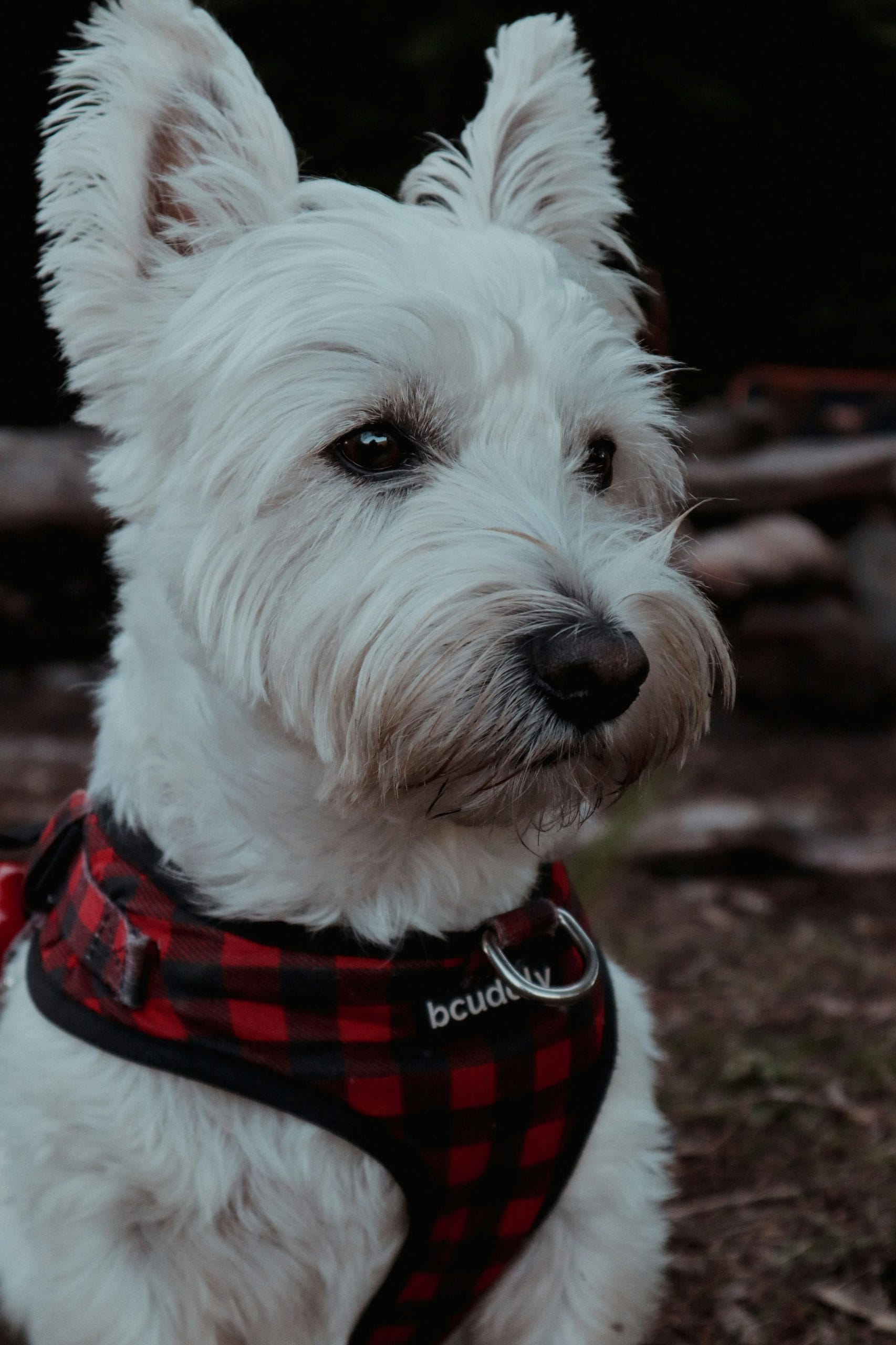 National Westie Day