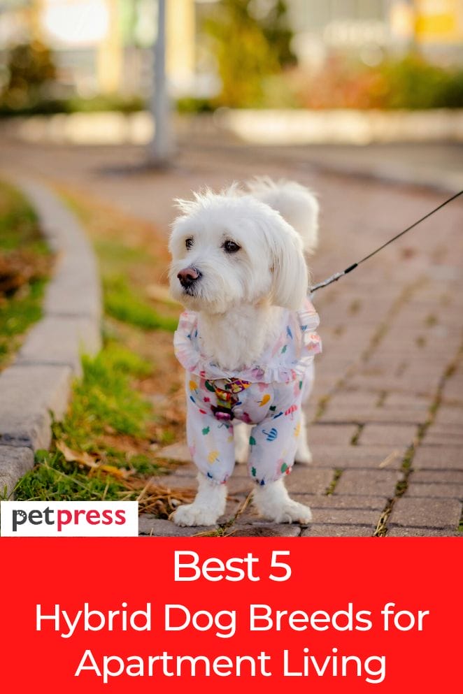Best 5 Hybrid Dog Breeds for Apartments Living