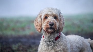 calm-hybrid-dog-breeds