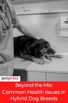 Beyond the Mix: Common Health Problems in Hybrid Dog Breeds