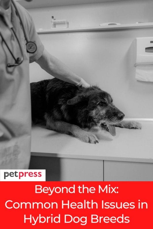 Beyond the Mix Common Health Problems in Hybrid Dog Breeds