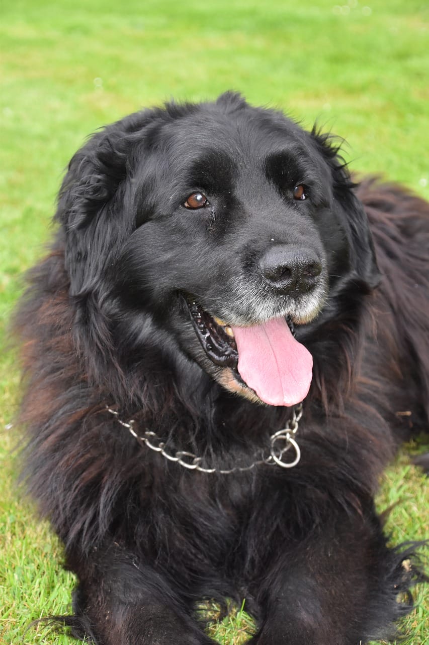 National Newfoundland Dog Day