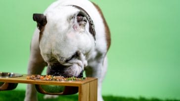 food-for-hybrid-dog-breeds