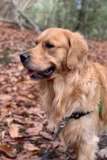 Picking Your Perfect Pup: Labrador Retriever vs. Golden Retriever