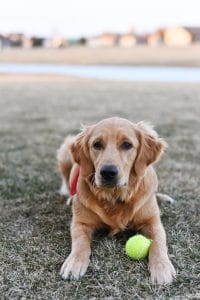 Picking Your Perfect Pup: Labrador Retriever vs. Golden Retriever