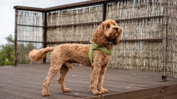 hybrid-dog-breeds-for-apartments