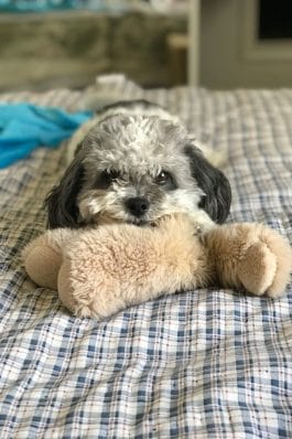 Perfect Allergy-Friendly: 7 Hypoallergenic Hybrid Dog Breeds