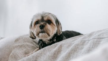 hypoallergenic-hybrid-dog-breeds