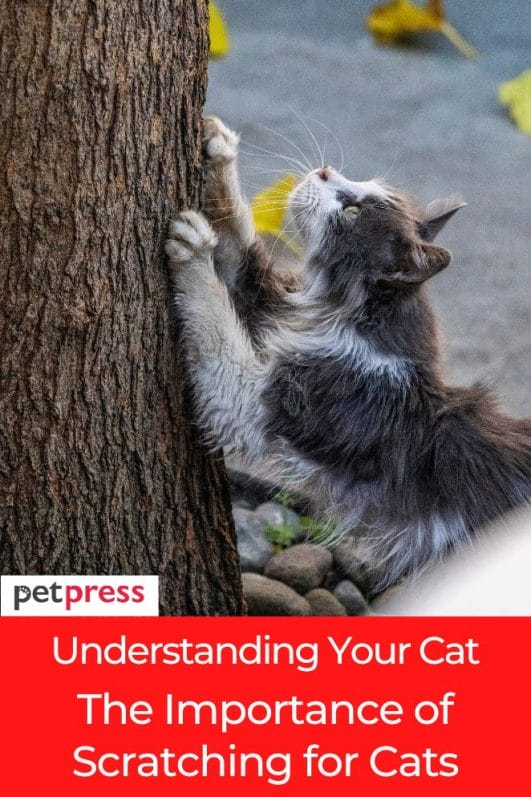 Understanding Your Cat: The Importance of Scratching for Cats