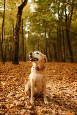Picking Your Perfect Pup: Labrador Retriever vs. Golden Retriever