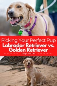 Picking Your Perfect Pup: Labrador Retriever vs. Golden Retriever