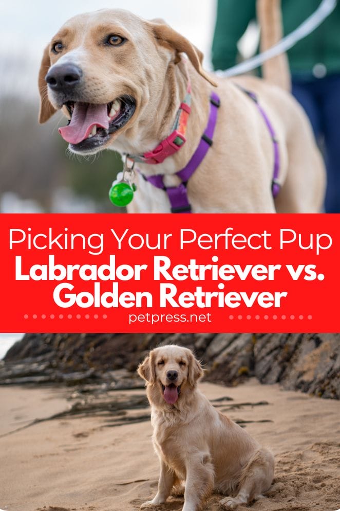 Picking Your Perfect Pup Labrador Retriever vs. Golden Retriever