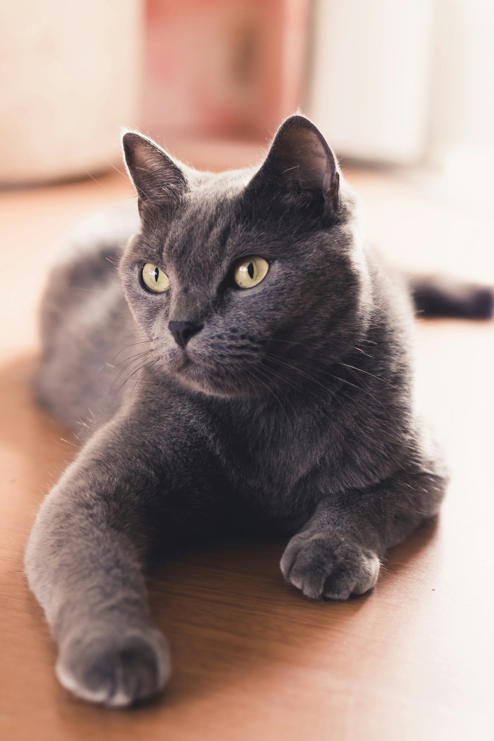 National Cat's Day in Russia