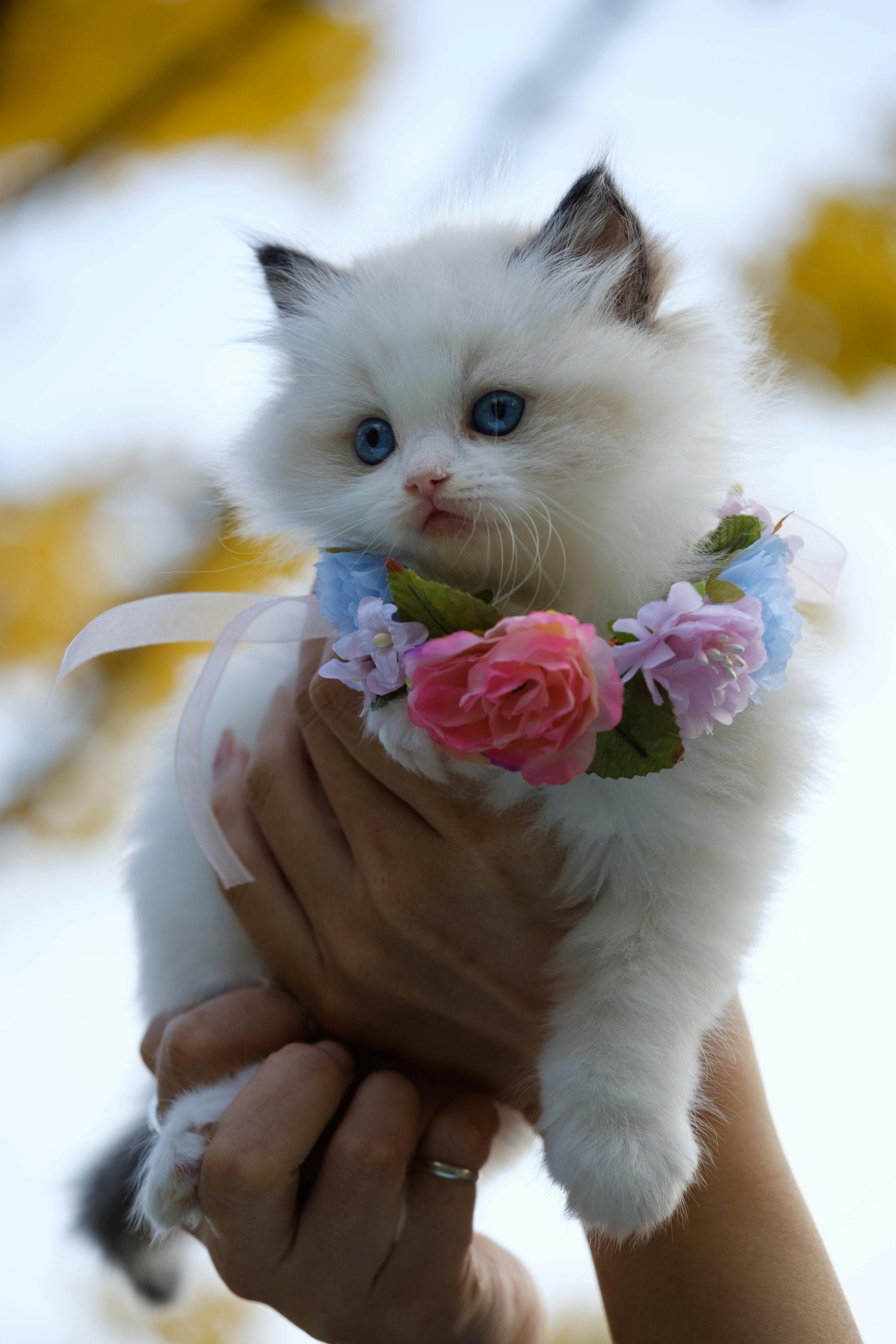 National Cat's Day in Russia