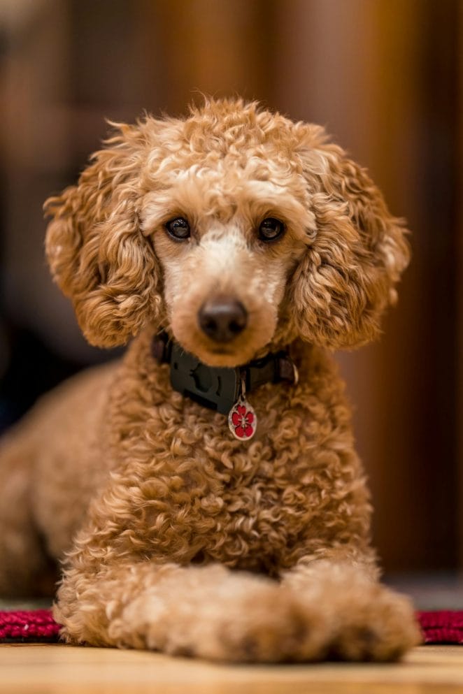 Poodle Puppy Care Tips