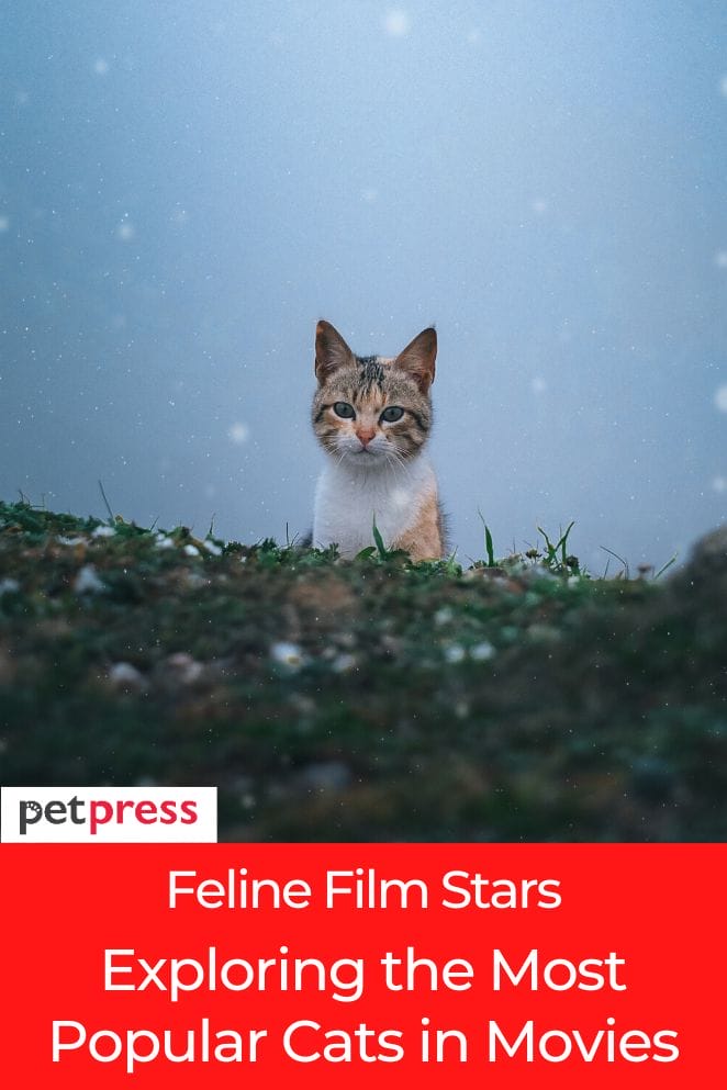 popular cats in movies