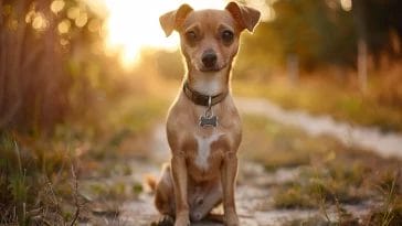 small-hybrid-dog-breeds